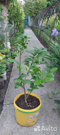 Лимонное дерево с плодами