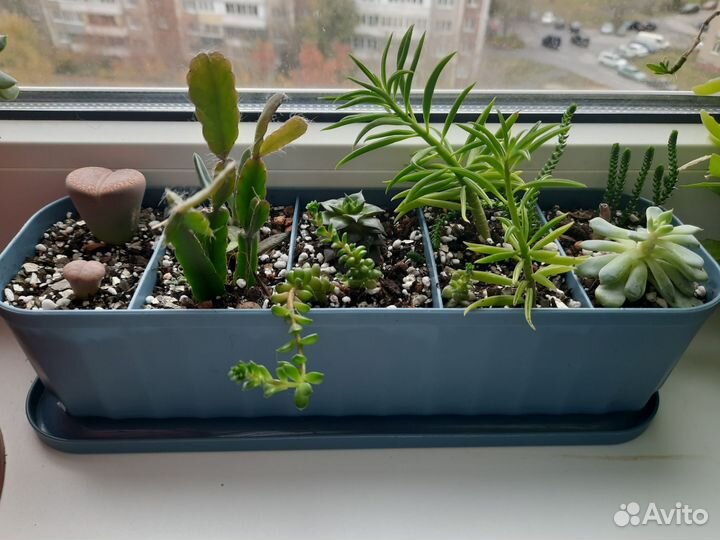 Кашпо/горшок для суккулентов/цветов/кактусов