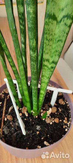 Сансевиерия