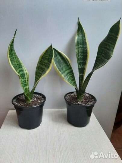 Комнатный цветок сансевиерия