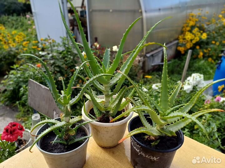 Алоэ столетник