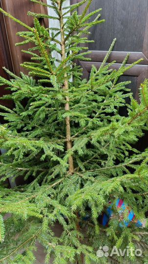 Ель живая