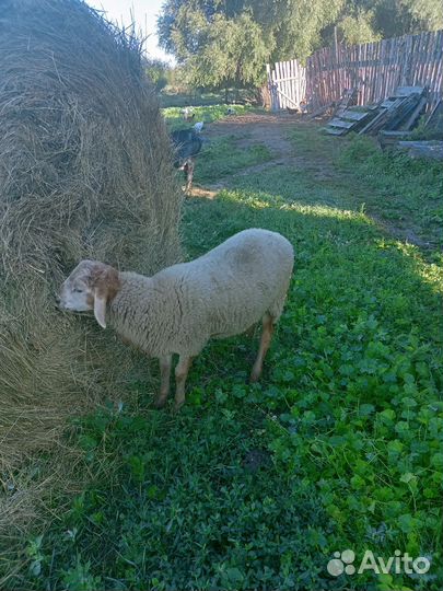 Катумские бараны,ярки
