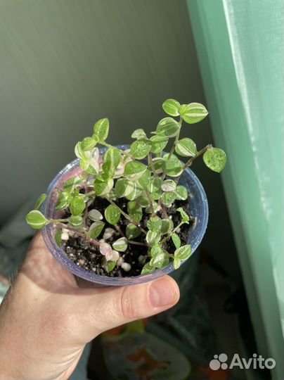 Каллизия Бьянка, Gold, Green, микс