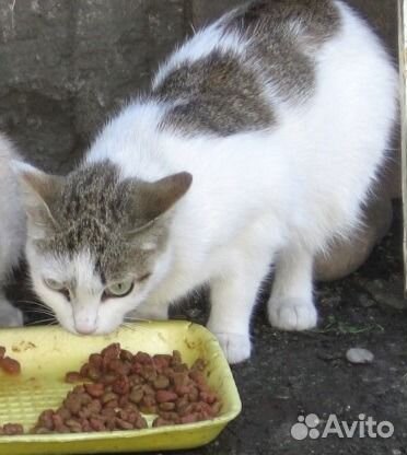 Кошка Маруся