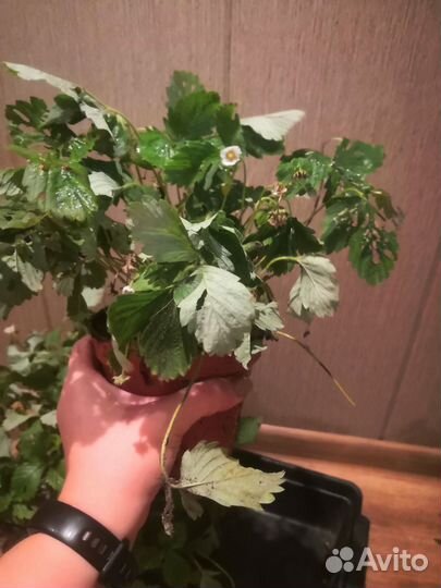 Земляника Ксюша