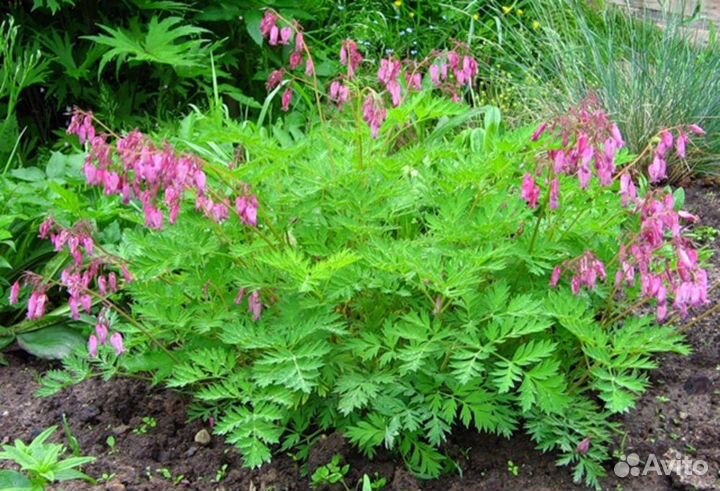 Растения цветы для сада