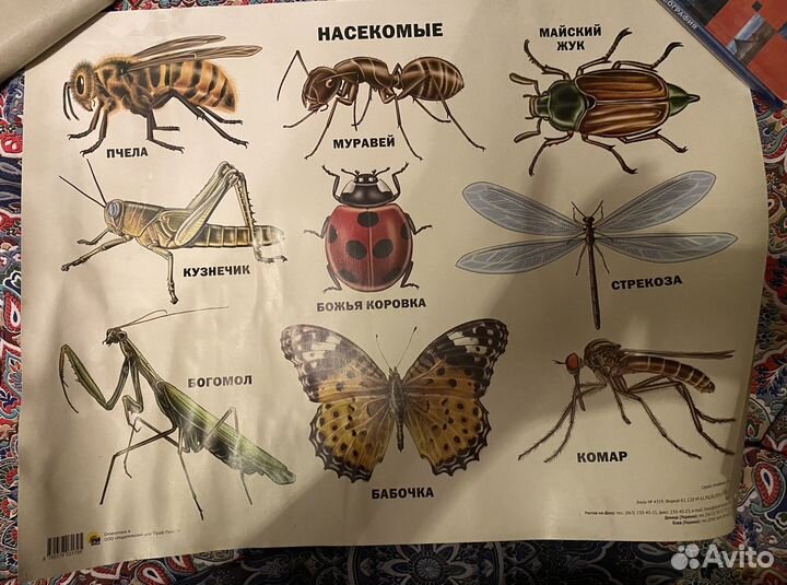 Наглядные пособия:Австралия, насекомые, еда
