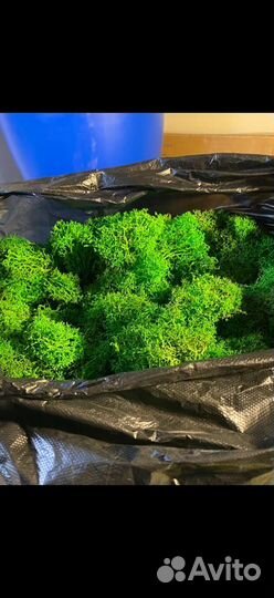 Стабилизированный мох