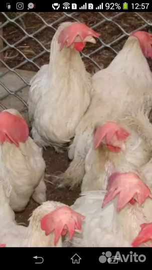 Куры Коралл ник