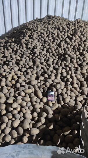 Картофель мелкий, и с травмой