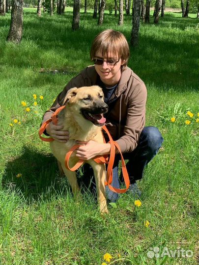 Щенки в дар