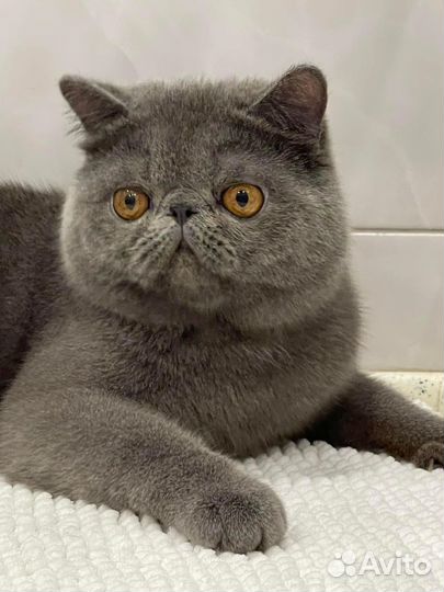 Экзотическая