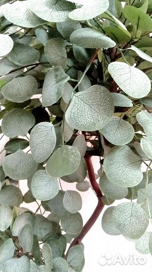 Искусственное дерево, цветок Эвкалипт