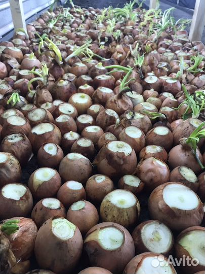 Луковая ферма