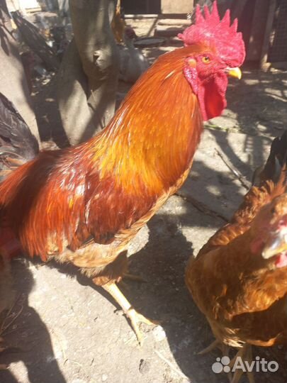 Кучинская Юбилейная(Балашиха)