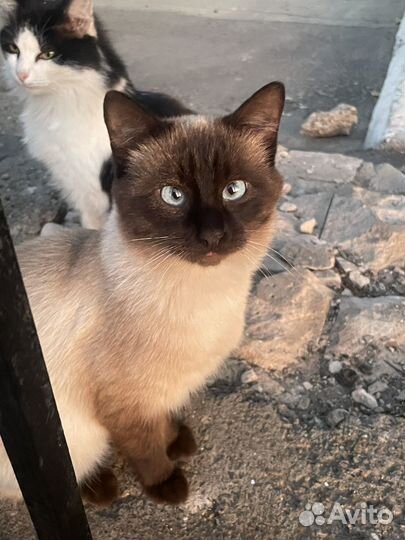 Найден молодой кот