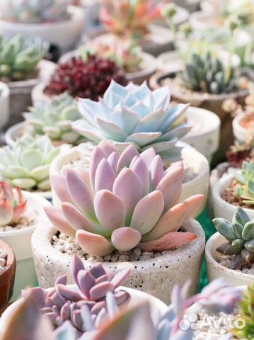 Мастер-класс по созданию флорариума