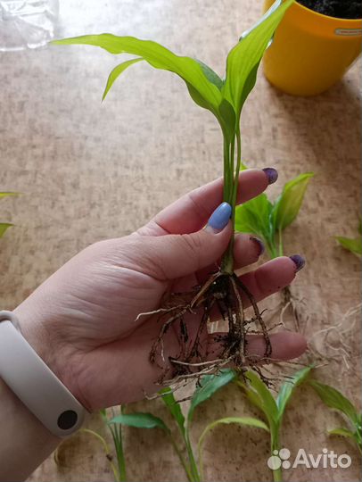 Цветок женское счастье