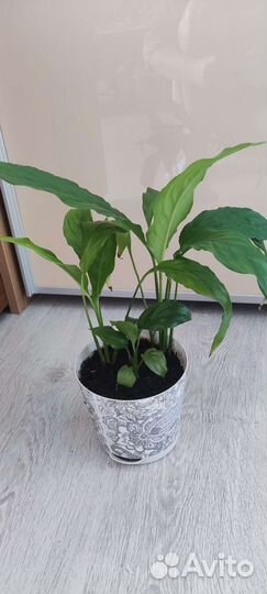 Спатифиллум