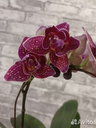 Орхидея фаленопсис пелорик