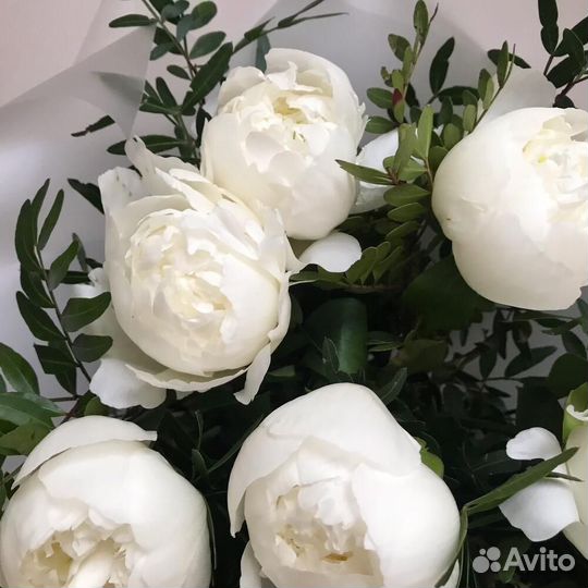 Цветы пионы