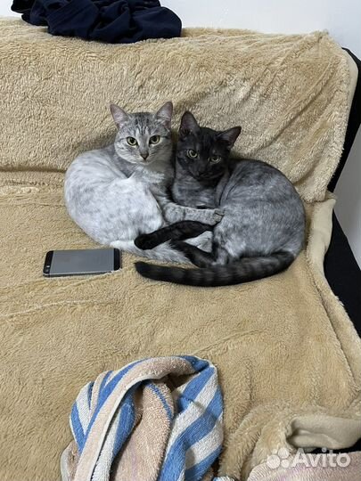 Кошки в добрые руки бесплатно