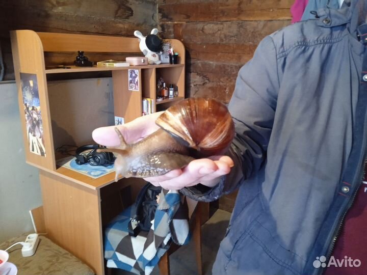 Улитки ахатины бесплатно