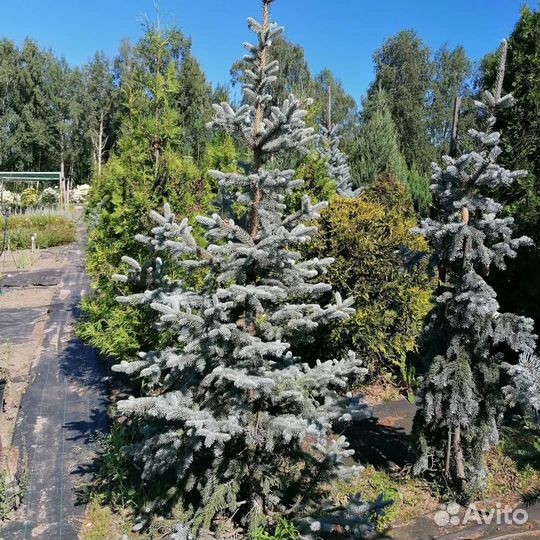 Саженцы, плодовые крупномеры 4, 6, 7 лет. Декорати