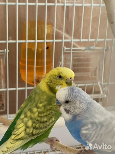 Волнистый попугаи
