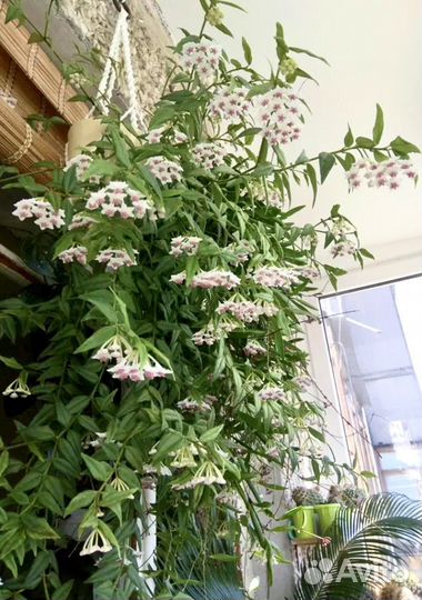 Хойи сортовые