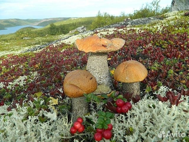 Грибной тур на авто из Петрозаводска,Карелия