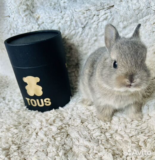 Карликовый кролик