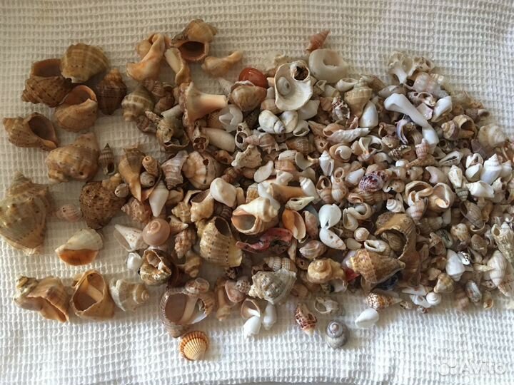 Натуральные кораллы и ракушки
