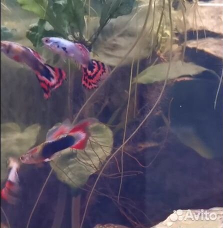 Гуппи гвоздика и лирохвостые, улитки Хелена