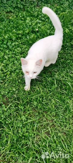 Котенок Турецкая ангора выживает на улице