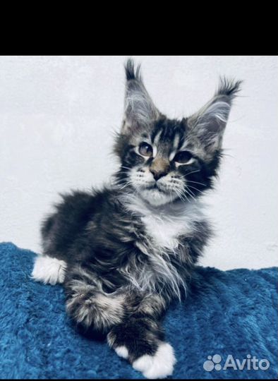 Котята мейнкун полидакты Вязка