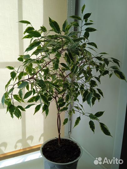 Цветы комнатные