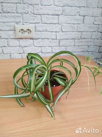 Хлорофитум хохлатый