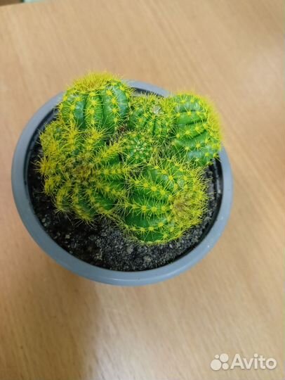 Кактус (цветной)