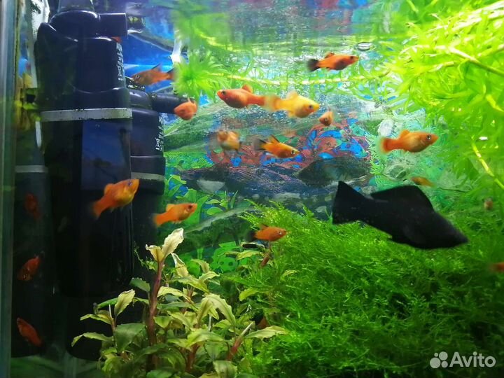 Аквариумные рыбки