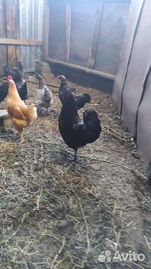 Петушки молодые