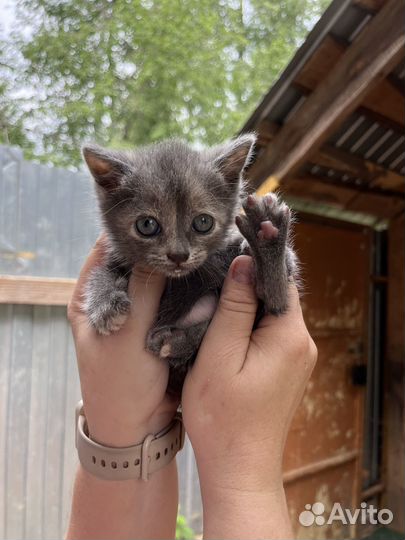 Котята в добрые руки бесплатно