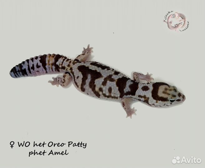 Гемитекониксы, Чахоа, геконы