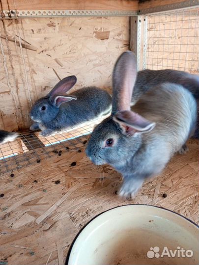 Домашние кролики
