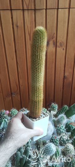 Кактус Weberbauerocereus Johnstonii