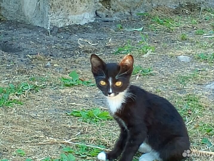 Котики бесплатно в добрые руки