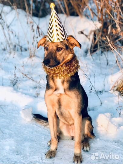 Собака Джуля