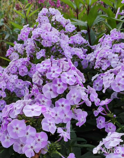 Флокс метельчатый