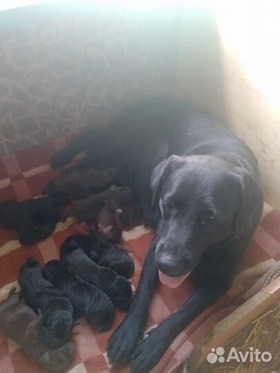 Щенки лабрадора